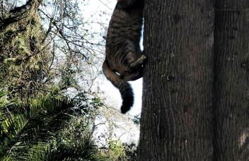 Can Còdol de Fluvià - Casita - Foto 32