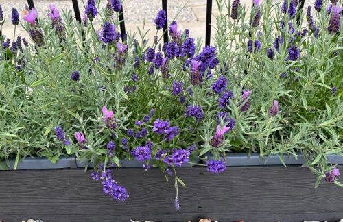 The Cottage at Ashbrook - Charming Country Cottage near Belfast - Foto 29