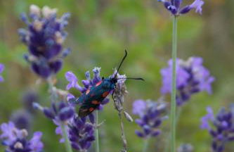 Chiesa Ignano 1778 - Photo 76