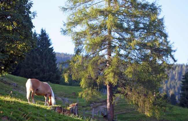 Apartment in Wagrain Near Ski Slopes - Foto 16