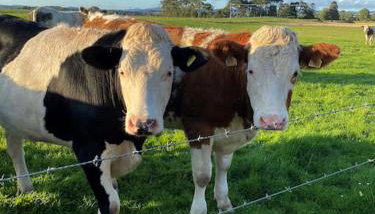 Courtyard Cottage - Foto 3