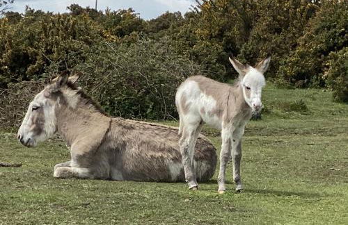 Pineview Retreat - Photo 54