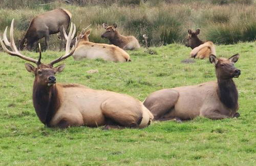 Redwood Farmhouse in the Orick Valley - Foto 42