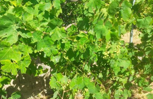 Ampelia home - Vacation home by the sea - Photo 9