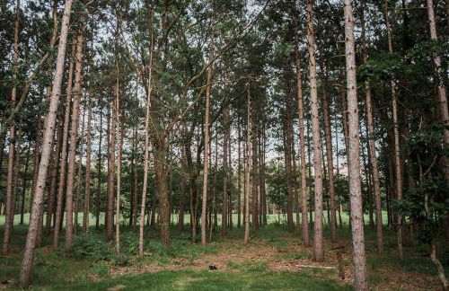 Pine Place near Sand Valley - Foto 73