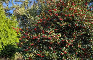 Casa da Mata - Foto 49