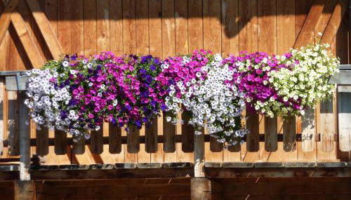 Liebharterhof - Foto 5