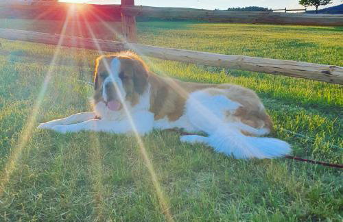 Jeleni Jar Apartamenty - Foto 24