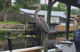 FREE BOAT to use ,Fish Camp, Water Front, Pets ok - Foto 73