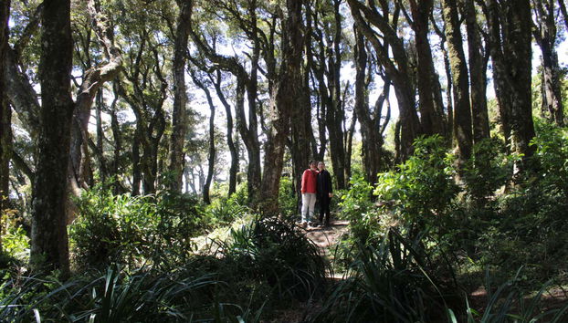 Exploraréis bosques milenarios