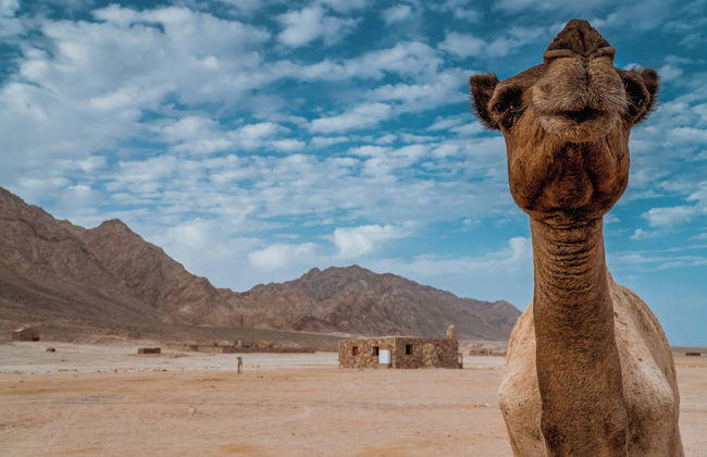 Surfers Lounge Dahab Lagoon With Swimming-pool Exclusive & Private - Foto 14