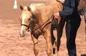 Ferien auf dem Eliesenhof - Foto 23