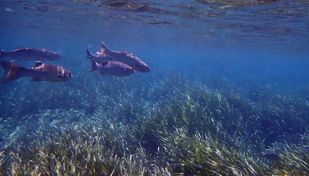 Tabarca Excursion + Snorkeling - Foto 2