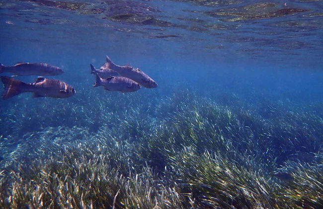 Tabarca Excursion + Snorkeling - Foto 2