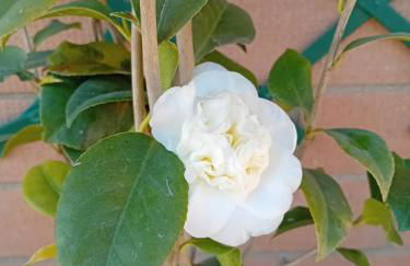 acasadimamma - Foto 26