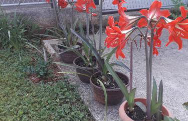 Apartman Patrik - Foto 23