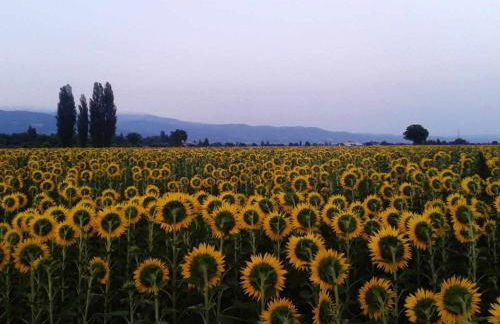 Appartamenti con cucina nelle colline toscane - Foto 52