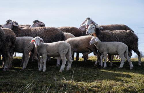 Ferienhäuser zur Schäferei - Foto 27