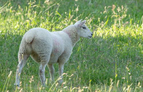 Stainsborough Hall Holiday Cottages - Foto 17