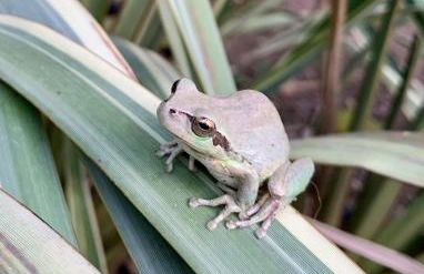 BERGERIE PLAGE Entièrement rénové Prestations Premium Baignoire Balnéo Clim Vue Piscine et parc - Foto 19