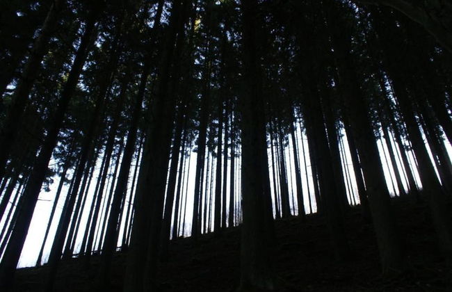 Holiday Home in Houffalize Near Nisramont - Photo 38