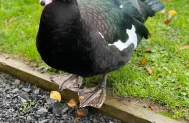 Hornshole Hideaway Caravan Hawick - Foto 31