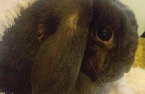 The LITTLE HOUSE in HULL - Foto 49