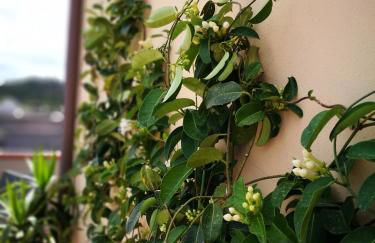 Elafi Penthouse - Foto 7