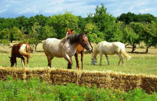 Holiday Home Domäne mit Jacuzzi by Interhome - Foto 33