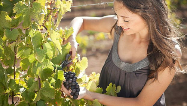 Premium Wine Route - Private Tour - Photo 4