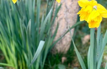 alexas forest hideaway - Foto 4