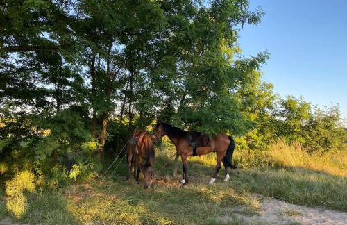 Family & Business Sauna Apartments No1 Leśny nad Zalewem Cedzyna Unikat - 3 Bedroom with Private Sauna, Bath with Hydromassage, Terrace, Garage, Catering Options - Foto 70