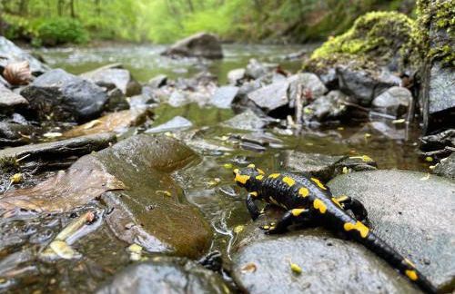 Wohnen im alten Kornspeicher - Foto 24