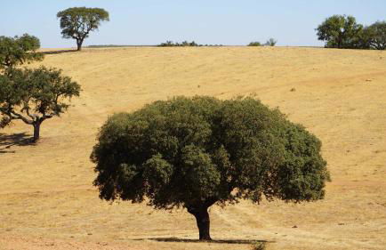 Agroturismo Xistos - Foto 60