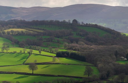 Woodpecker Pod With Views - Photo 9