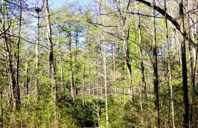 Ridge Retreat at Hearthstone Cabins and Camping - Pet Friendly - Foto 29