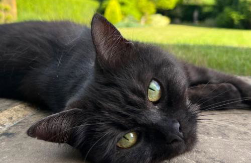 Boutique style self contained annexe with garden - Photo 12