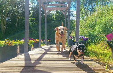 Beautiful Wooden tiny house, Glamping cabin with hot tub 2 - Foto 10