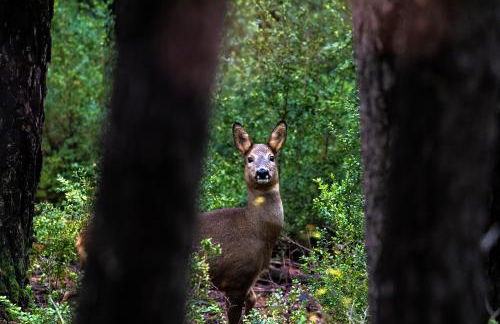 Casa Rural Baró - Foto 16