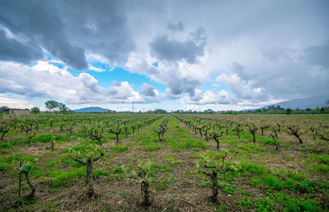 Zante Lagos Holiday Homes - Foto 37