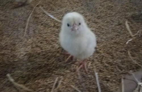 la masseria di Antonio e Teresina - Foto 14