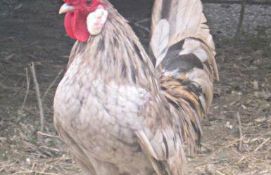 Agriturismo le Spighe - Fattoria Bertaccini - Foto 99