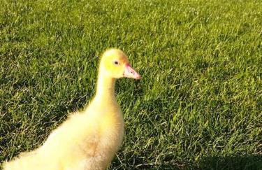 Brzozowa Polana - Foto 53