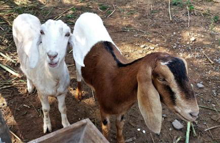 Pousada Recanto Primavera - Photo 31