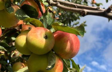 Ferienwohnung Kroppenmühle - Foto 4
