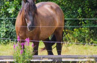 Gîte de la Chaize - Foto 17