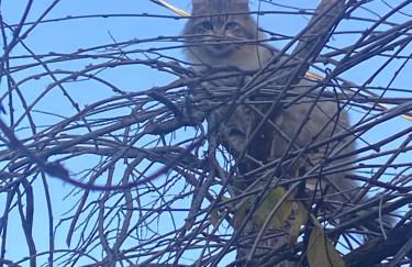 Cabana nas Nuvens - Foto 30