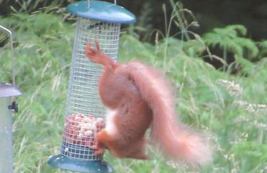 Squirrels Wood Lodge, nr Glencoe, dog friendly - Foto 28