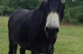 Maison confort à la campagne - Foto 18