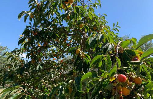 Villa Santa Lucia - Foto 44